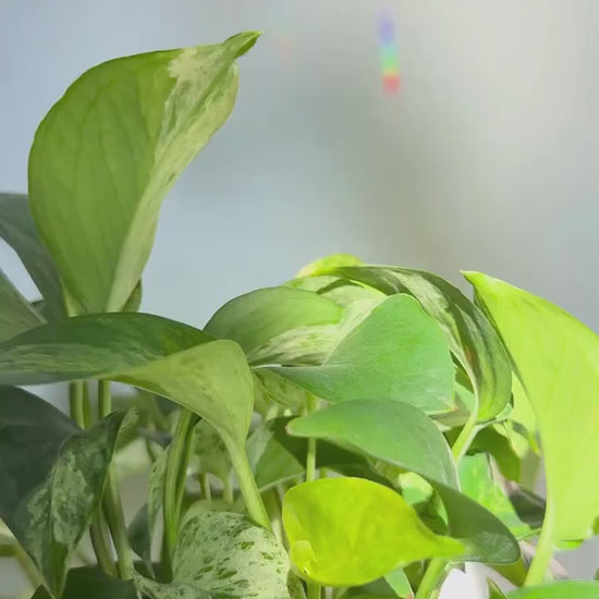 Plant Stake Suncatcher #1 with crystal prism and copper - Plant lover gift, crystal sun catcher, garden stake, plant marker, memorial gift