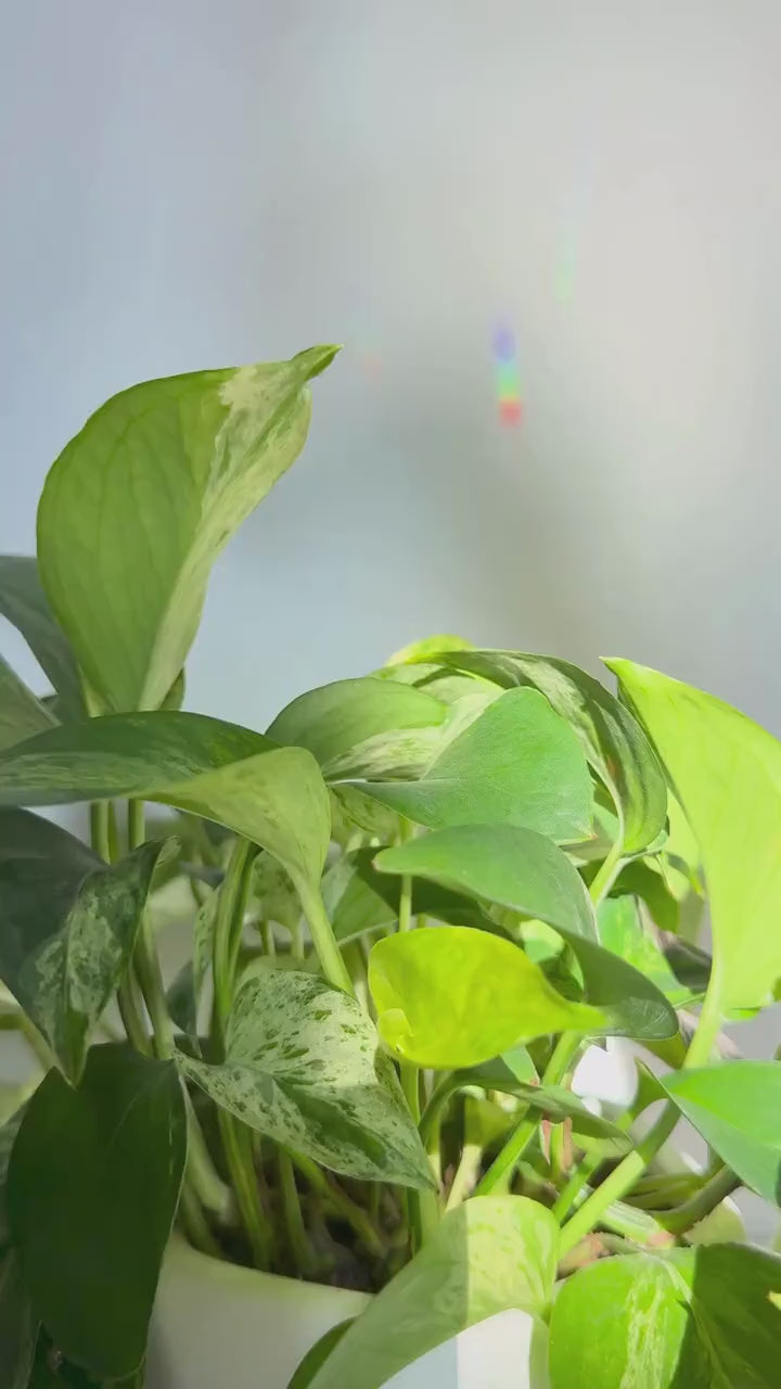 Plant Stake Suncatcher #1 with crystal prism and copper - Plant lover gift, crystal sun catcher, garden stake, plant marker, memorial gift